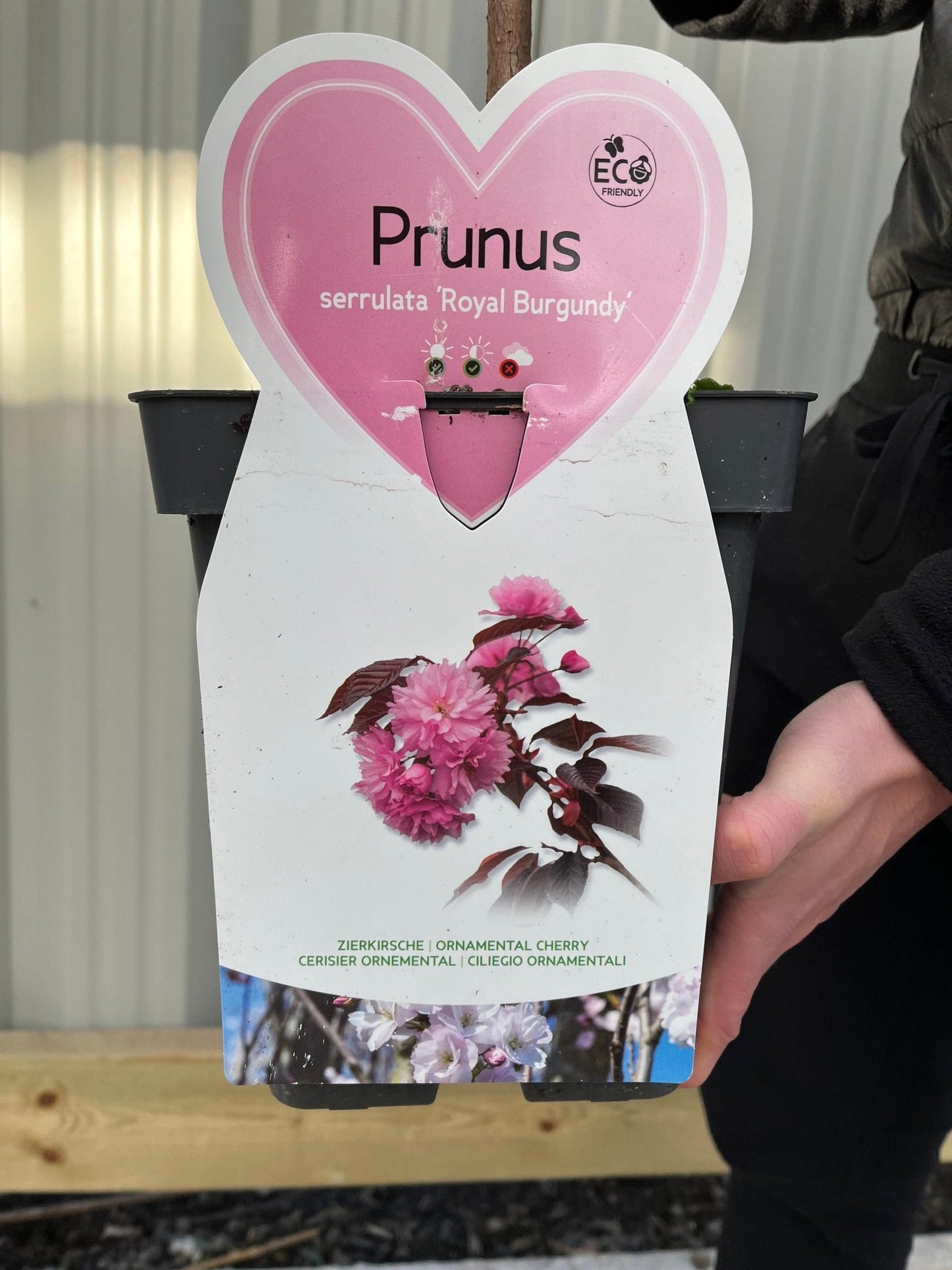 Ornamental Flowering Cherry Blossom Tree Dwarf - Prunus serrulata 'Royal Burgundy' 1m - plants - express.com