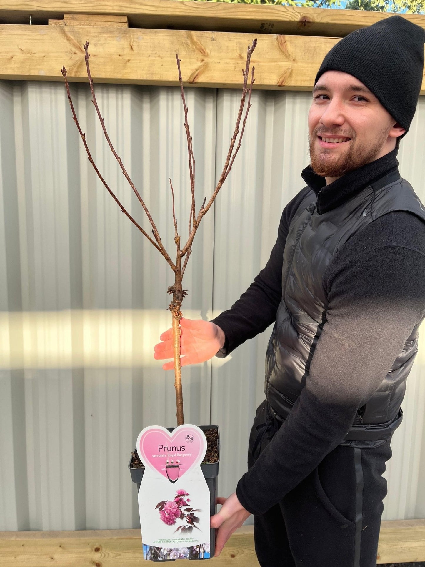 Ornamental Flowering Cherry Blossom Tree Dwarf - Prunus serrulata 'Royal Burgundy' 1m - plants - express.com