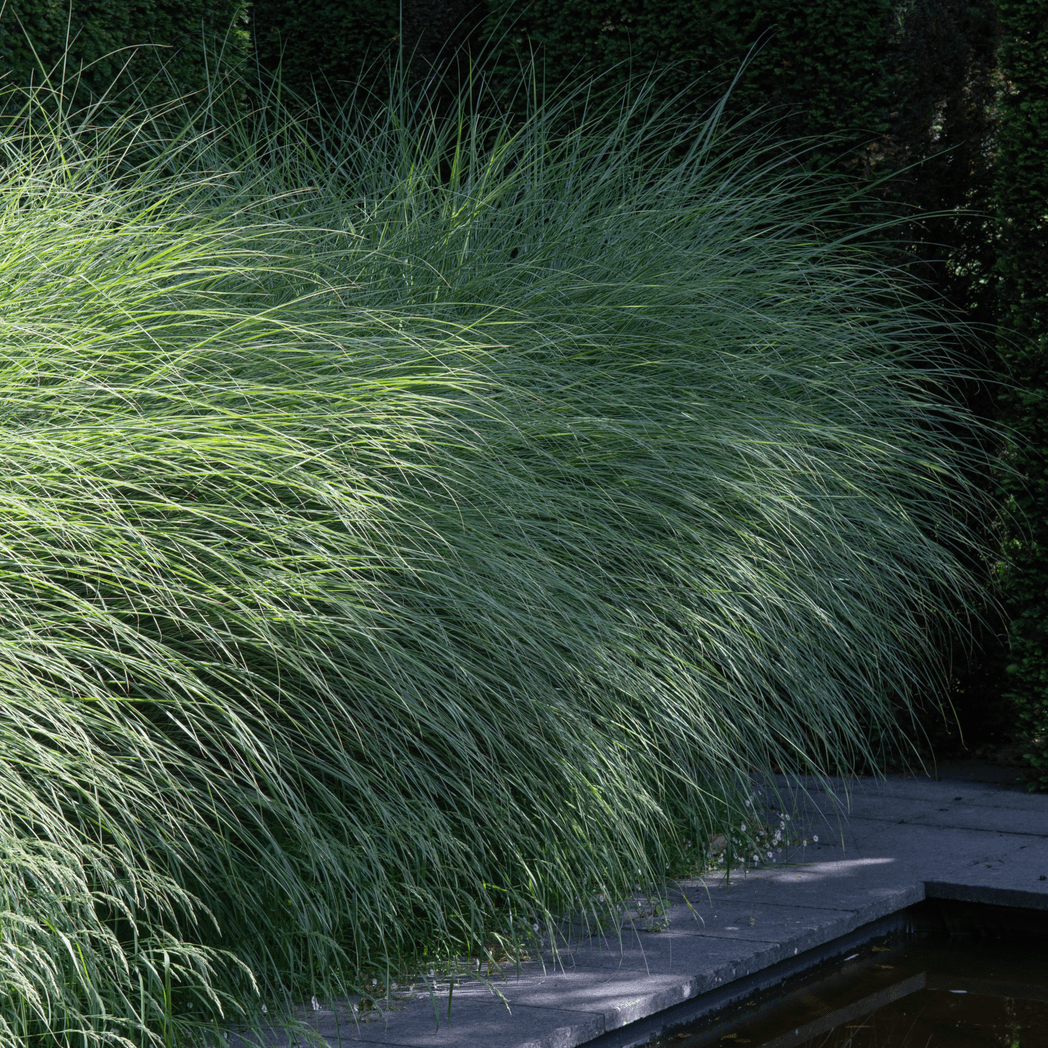 Ornamental Miscanthus sinensis 'Morning Light' Grass - Elegant & Hardy! - plants - express.com
