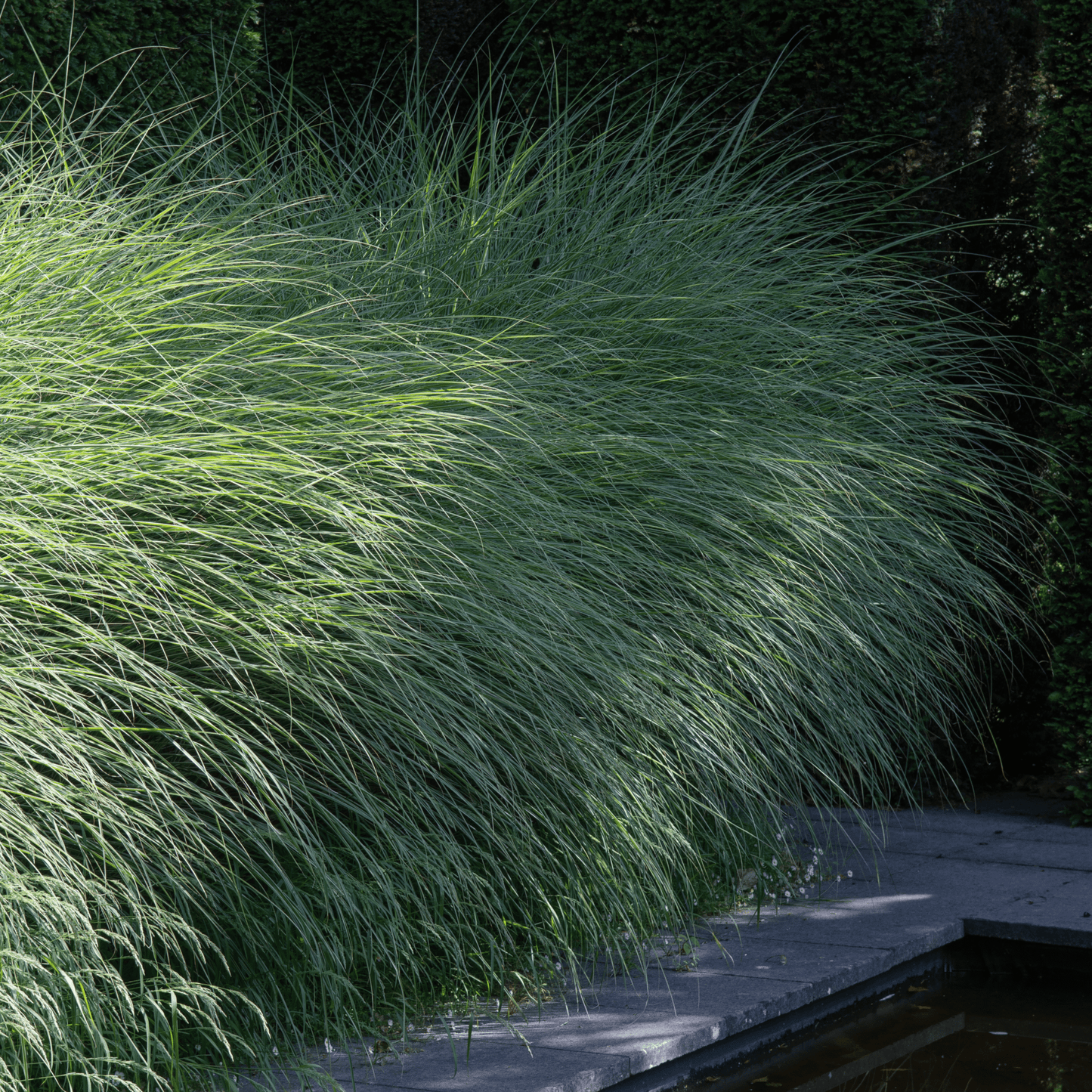 Ornamental Miscanthus sinensis 'Morning Light' Grass - Elegant & Hardy! - plants - express.com