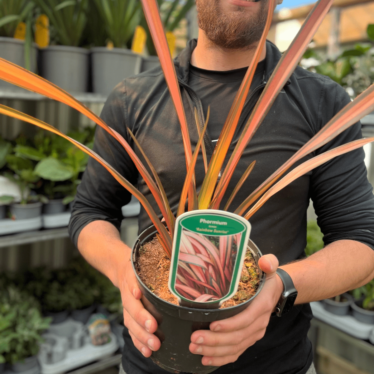 Phormium 'Rainbow Sunrise' – Vibrant Striped New Zealand Flax in 2L Pot - plants - express.com
