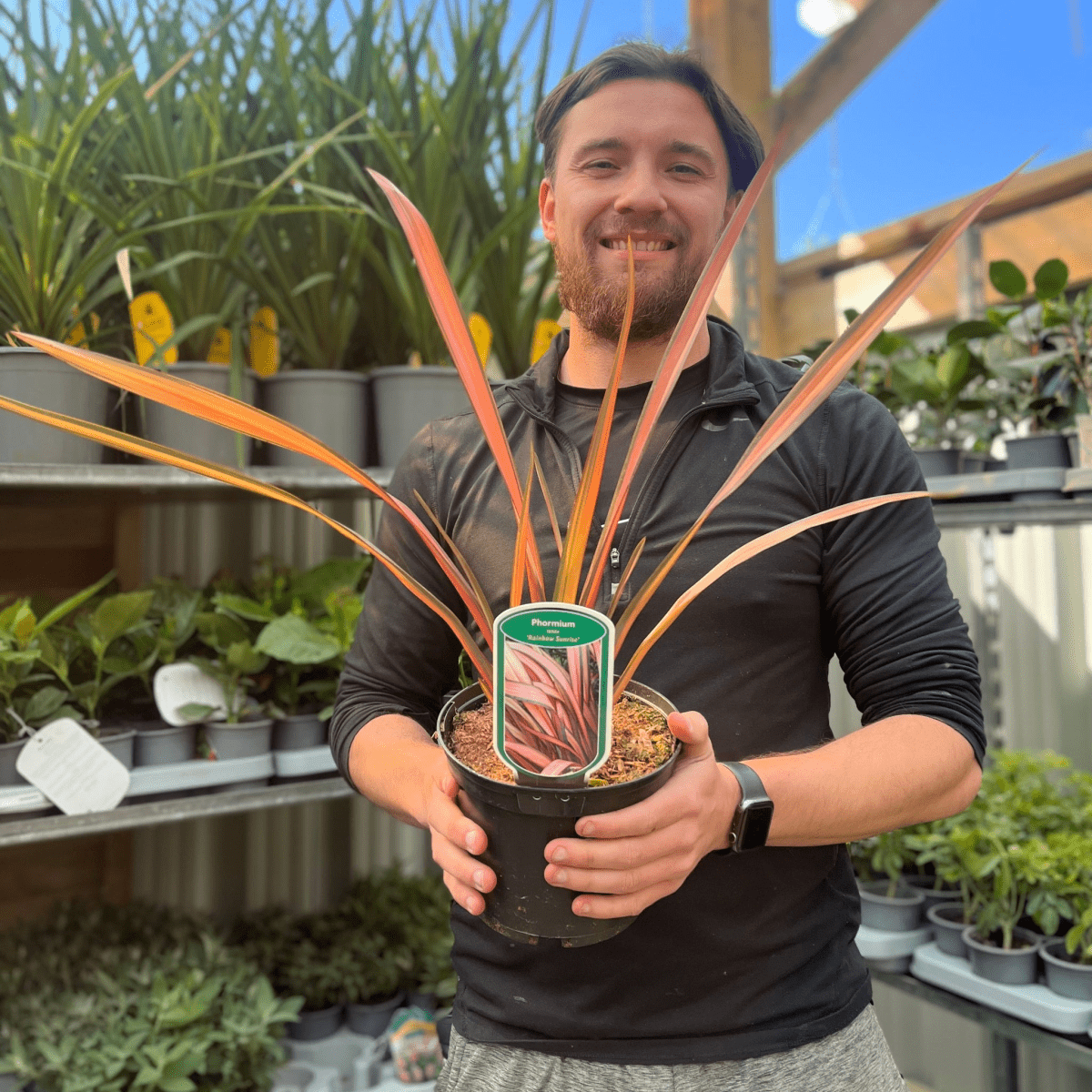 Phormium 'Rainbow Sunrise' – Vibrant Striped New Zealand Flax in 2L Pot - plants - express.com