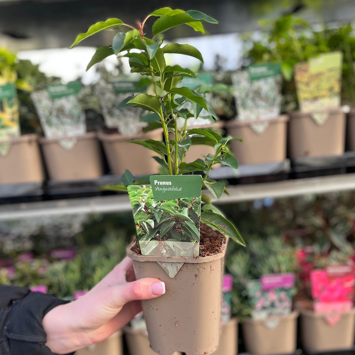 Portuguese Laurel Hedge | Hardy Evergreen Shrub for Year - Round Privacy - plants - express.com