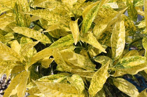 Pre - Order Aucuba 'Golden Girl' - Stunning Evergreen Shrub with Gold Foliage - plants - express.com