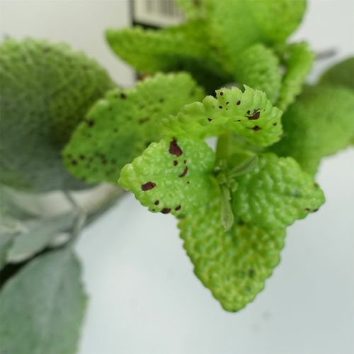 Realistic 125cm Artificial Mint Leaf Garland - Customizable & Lush Greenery - plants - express.com