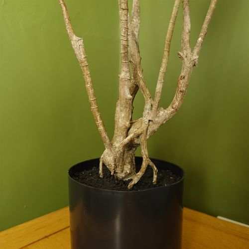 Realistic 125cm Dracaena Dragon Plant - Stunning Artificial Tree for Any Space - plants - express.com