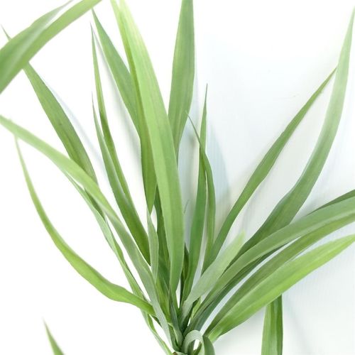 Realistic 125cm Dragon Tree Dracaena – Stunning Artificial Plant for Any Space - plants - express.com