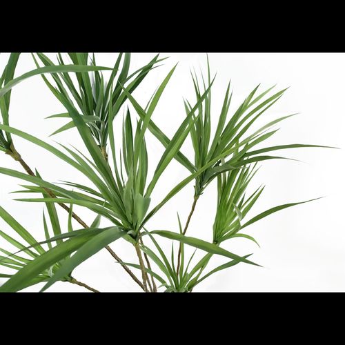 Realistic 125cm Dragon Tree Dracaena – Stunning Artificial Plant for Any Space - plants - express.com