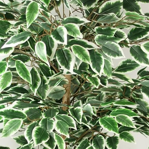 Realistic 150cm Artificial Ficus Tree with 1008 Lush Silk Leaves - plants - express.com
