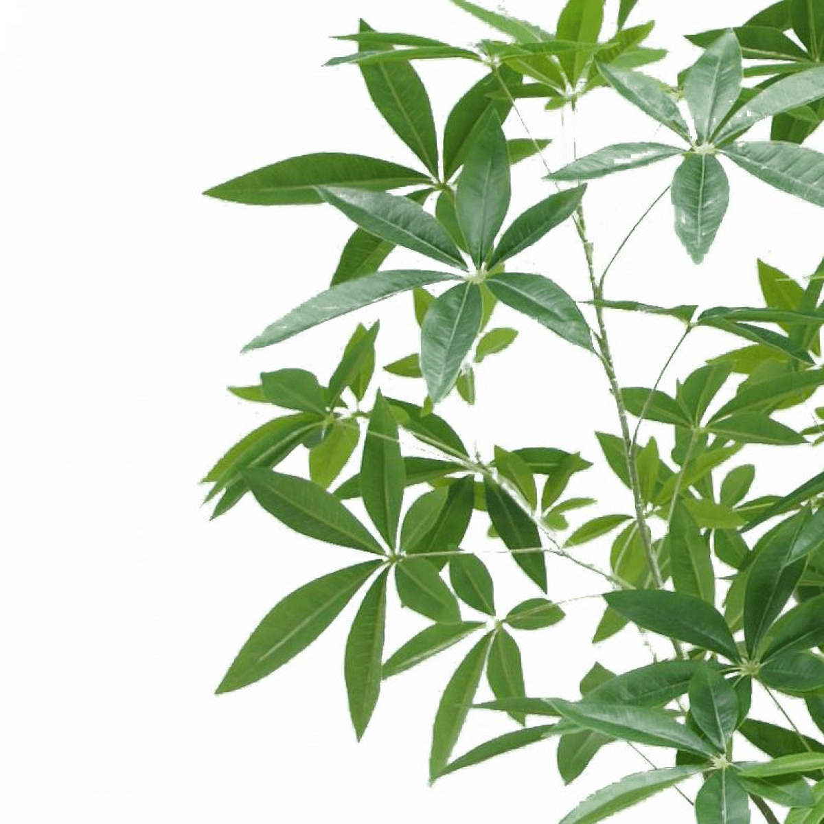 Realistic 180cm Artificial Money Tree Pachira - Lifelike Décor for Home & Office - plants - express.com