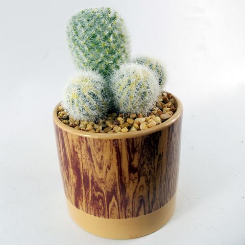 Realistic 20cm Artificial Cactus in Chic Ceramic Planter – No Prickles! - plants - express.com