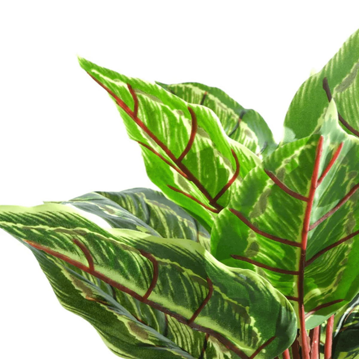 Realistic 38cm Artificial Calathea Veitchiane - Hassle - Free Greenery - plants - express.com