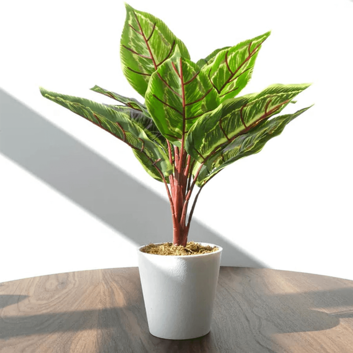 Realistic 38cm Artificial Calathea Veitchiane - Hassle - Free Greenery - plants - express.com