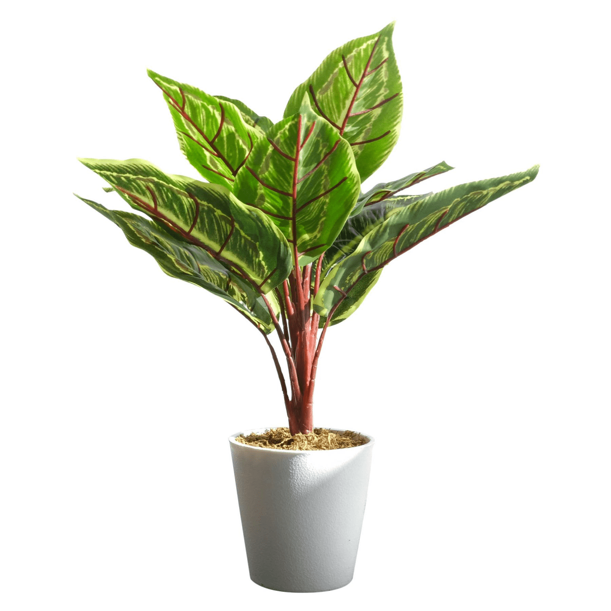 Realistic 38cm Artificial Calathea Veitchiane - Hassle - Free Greenery - plants - express.com