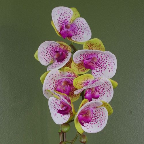 Realistic 46cm Harlequin Pink Orchid in Elegant Silver Pot - plants - express.com