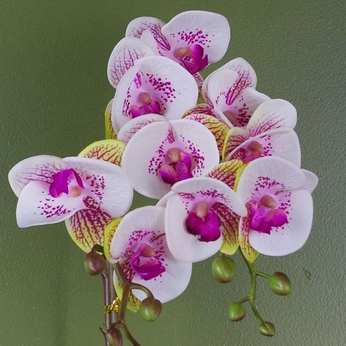 Realistic 48cm Harlequin Orchid in Elegant Gold Pot - Stunning Home Décor - plants - express.com