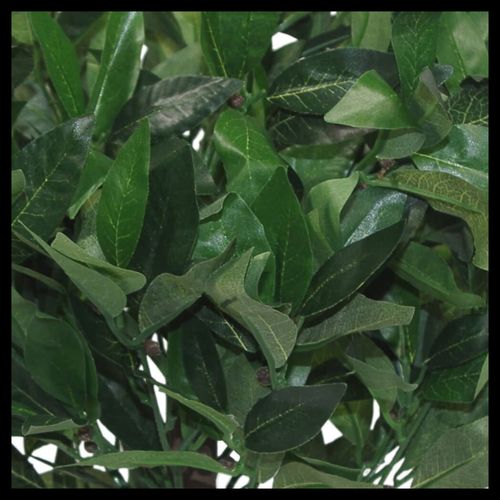Realistic 50cm Dwarf Bay Tree Topiary Bushes - Perfect for Effortless Elegance! - plants - express.com