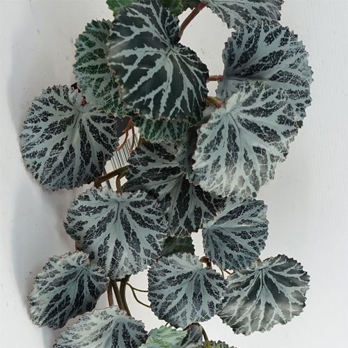 Realistic 50cm Trailing Begonia Plant – Perfect for Stylish Displays! - plants - express.com