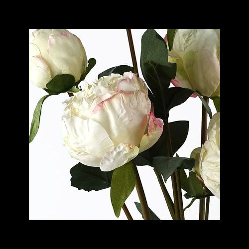 Realistic 55cm Cream Peony Spray - 4 Lush Flowers & 3 Buds for Gorgeous Bouquets - plants - express.com