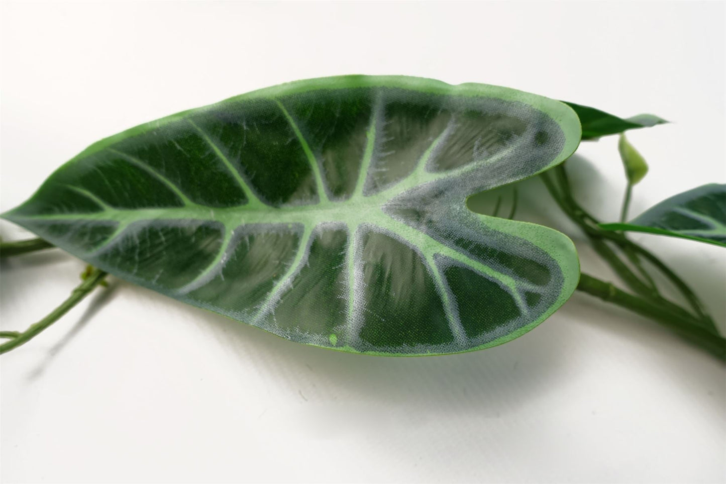 Realistic 6 - Pack 180cm Amazonica Trailing Plants for Stunning Indoor Décor - plants - express.com