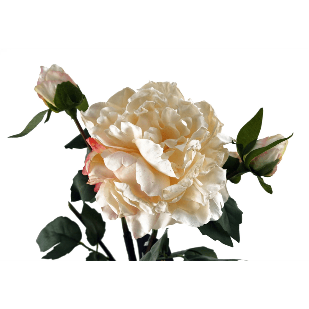 Realistic 60cm Cream Peony Stem with 3 Buds - Perfect for Stunning Arrangements! - plants - express.com