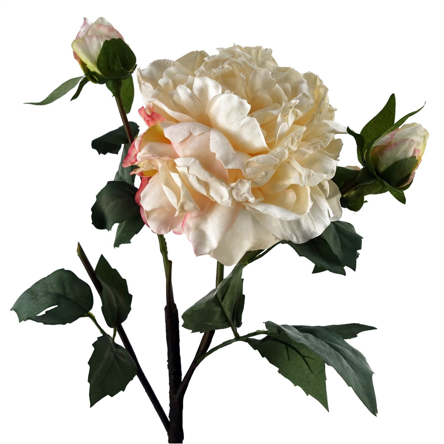 Realistic 60cm Cream Peony Stem with 3 Buds - Perfect for Stunning Arrangements! - plants - express.com