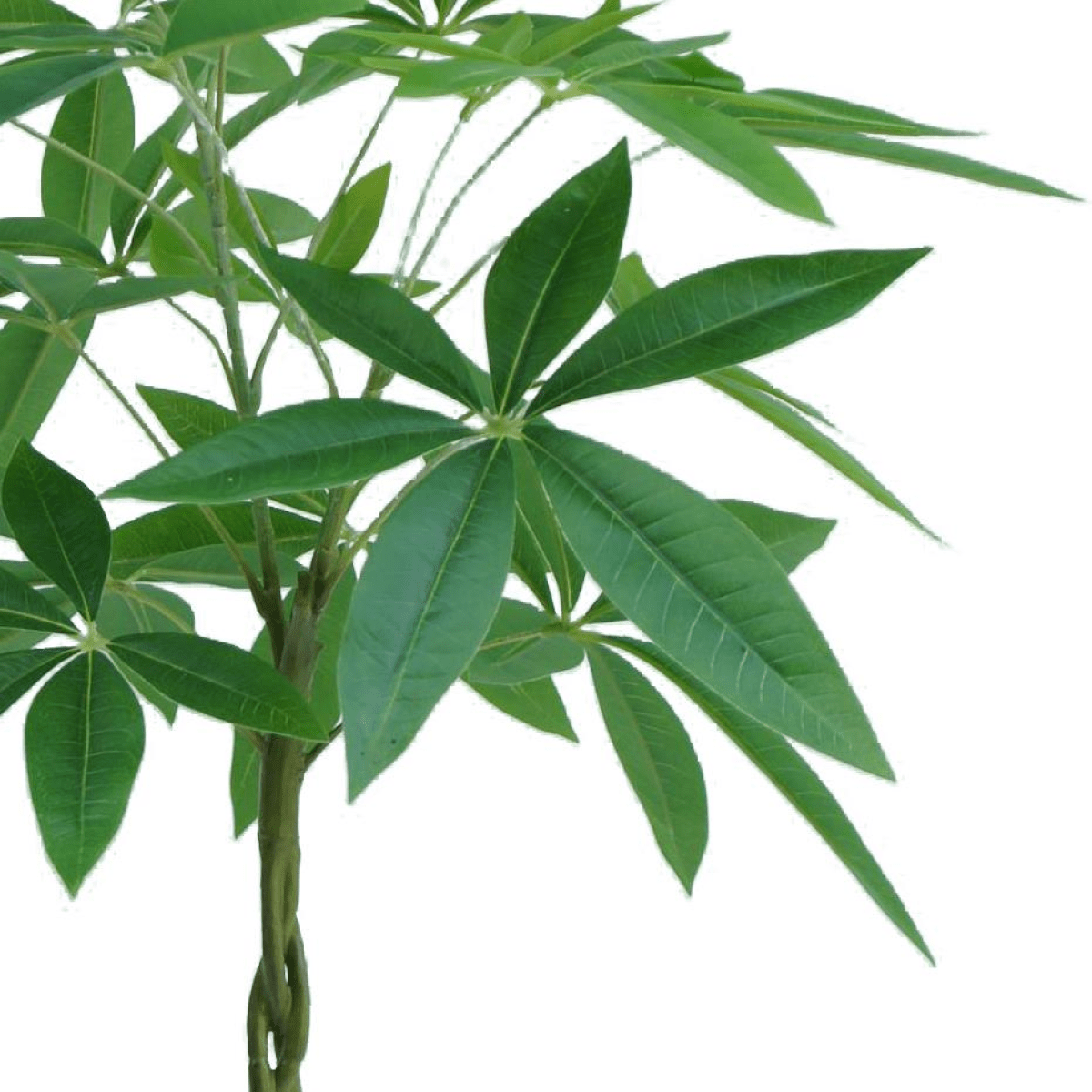 Realistic 70cm Artificial Money Tree - Lifelike Faux Plant for Any Space - plants - express.com