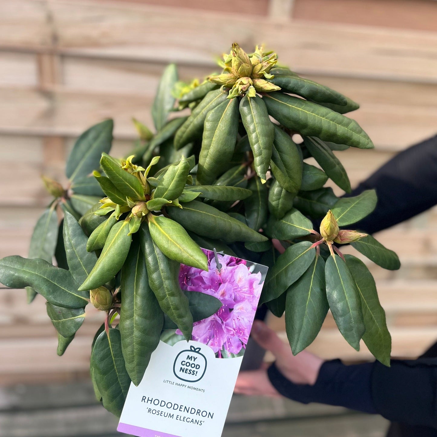 Rhododendron Delta 2L / 5L - plants - express.com