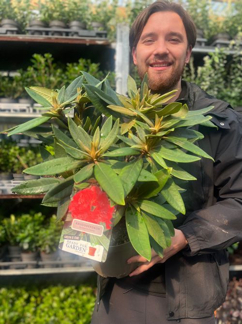 Rhododendron 'Vulcan's Flame' - Stunning Evergreen with Fiery Red Blooms! - plants - express.com