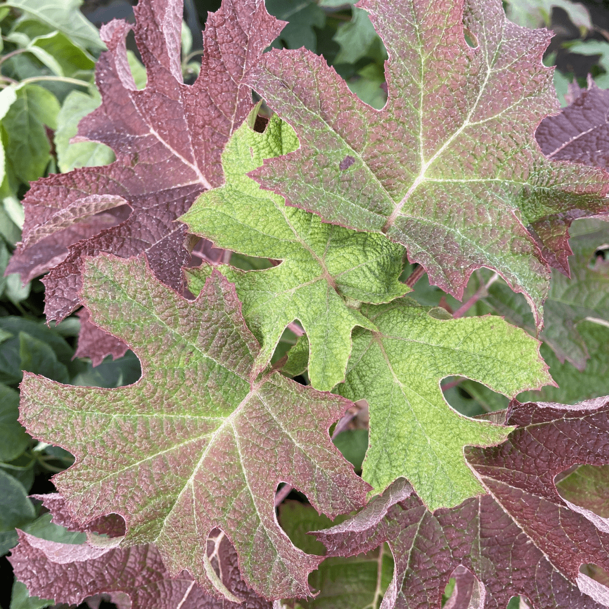 Ruby Slippers Oakleaf Hydrangea - Compact Beauty for Every Garden - plants - express.com