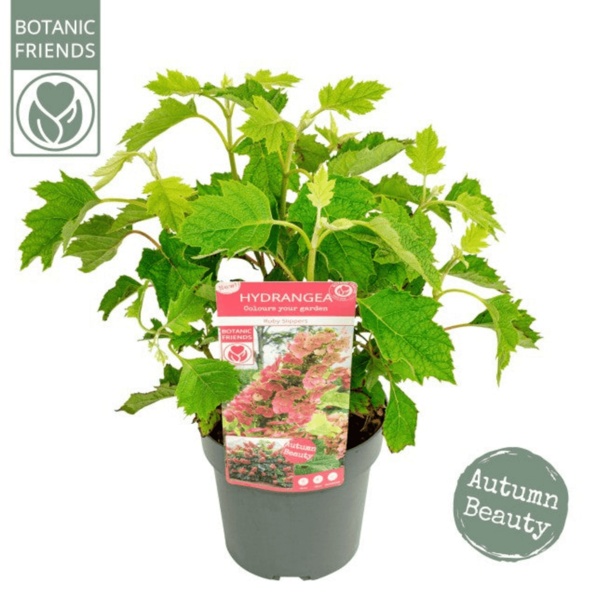 Ruby Slippers Oakleaf Hydrangea - Compact Beauty for Every Garden - plants - express.com
