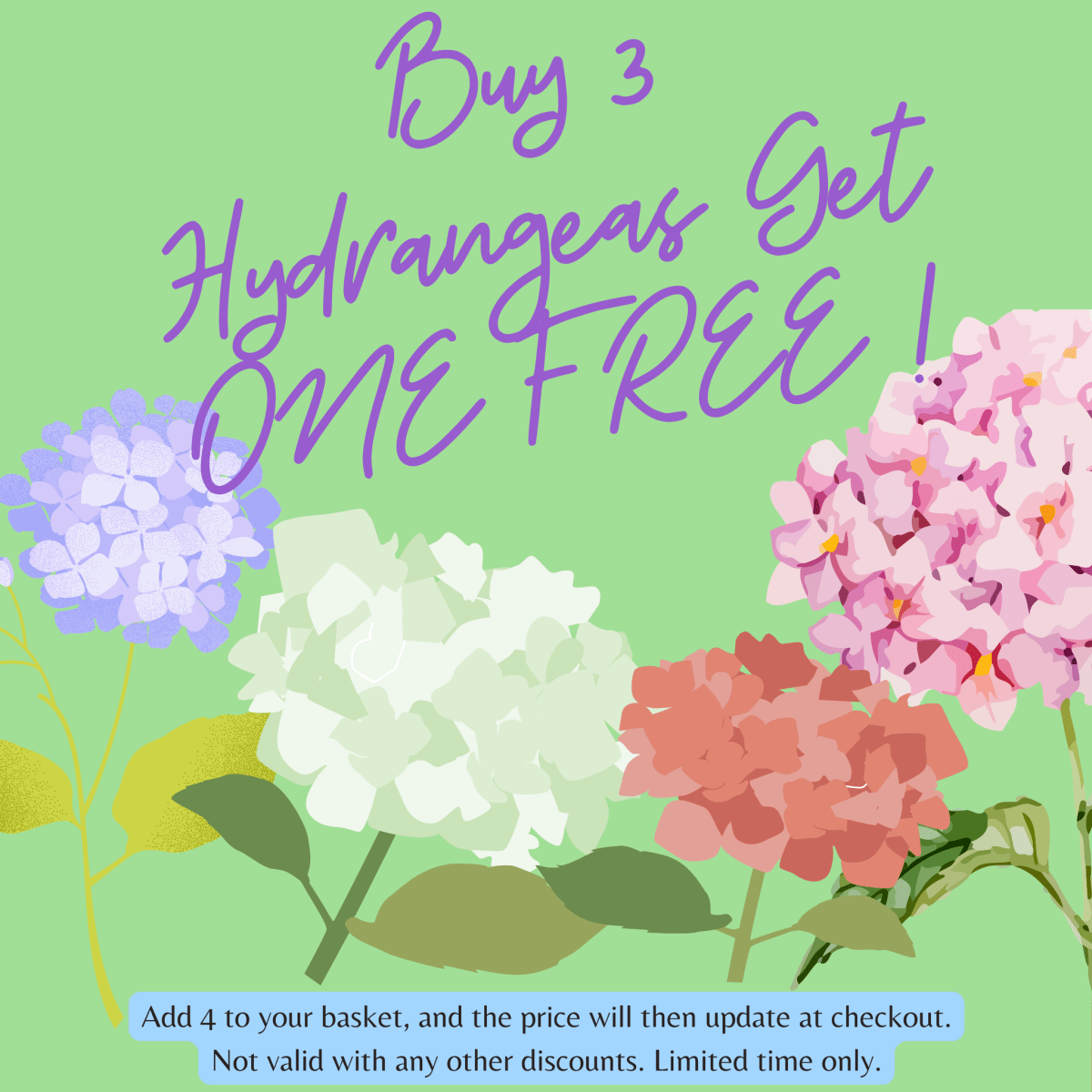 Sabrina Hydrangea - Stunning Bicolor Blooms for Your Garden, 2L - plants - express.com