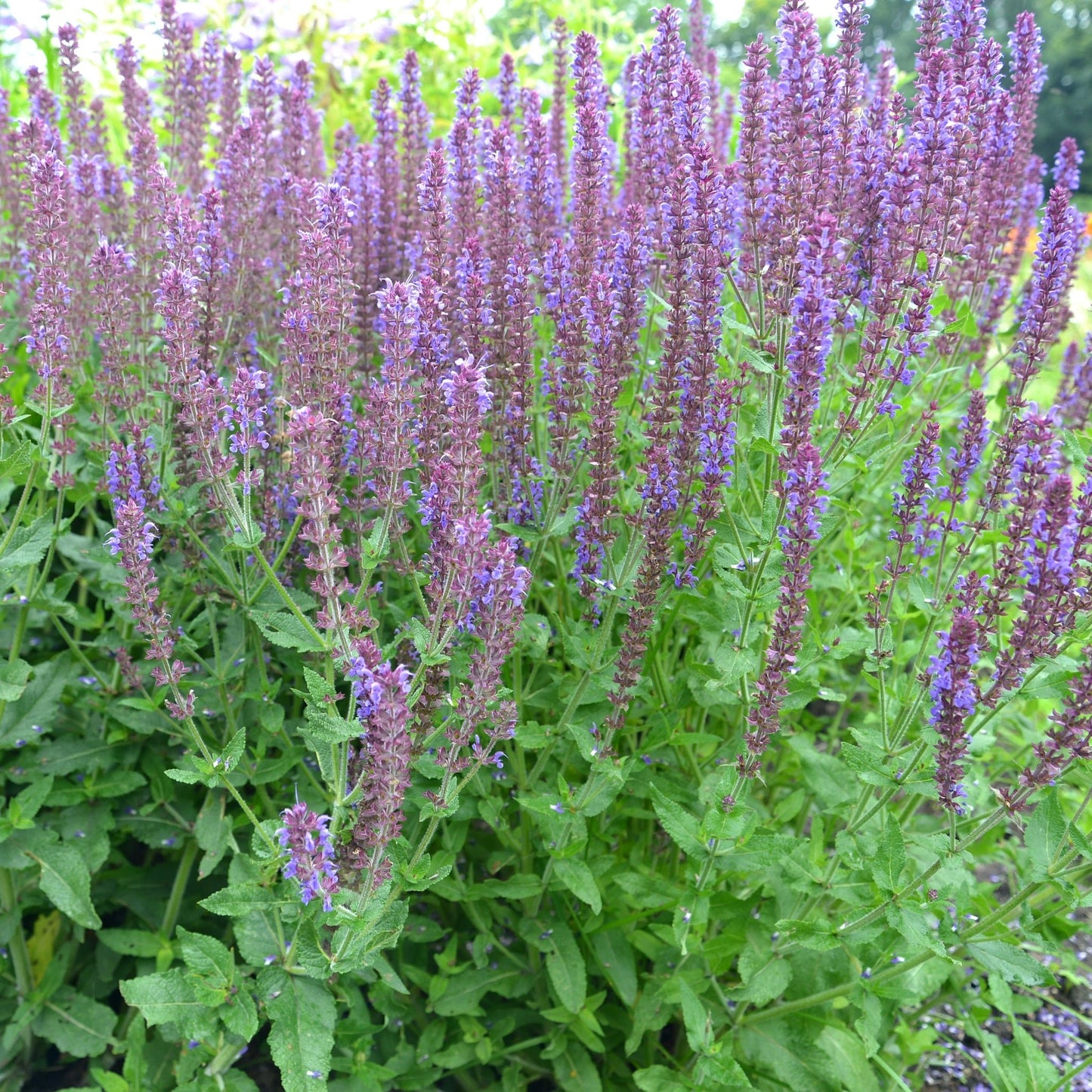 Salvia nemorasa 'Ostfriesland' Blue 1/2L - plants - express.com