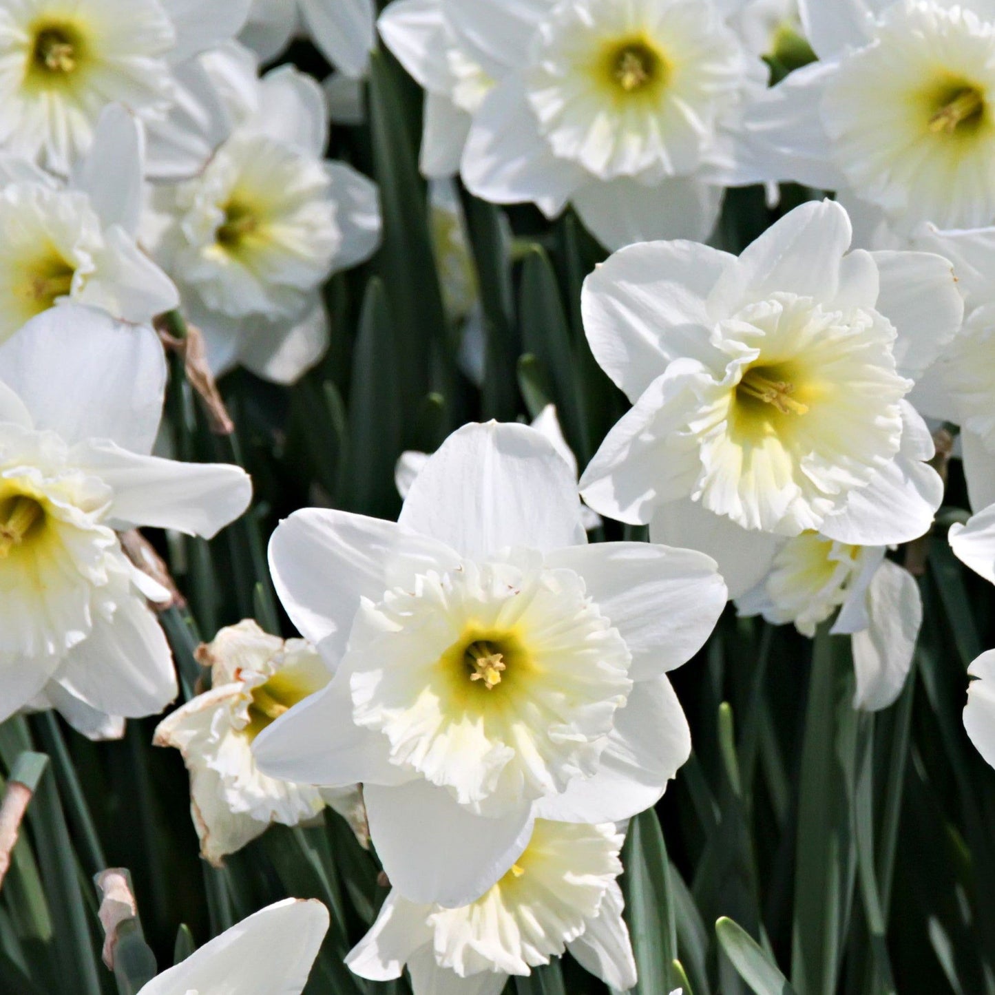 Scented Narcissi White Mix: Dwarf White Daffodil Bulbs (8 Bulbs) - plants - express.com