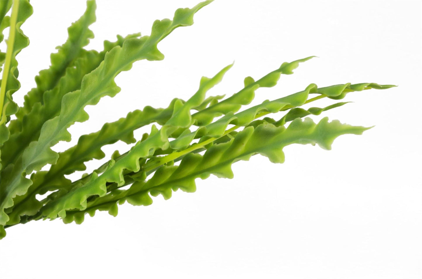 Set of 12 Realistic 40cm Artificial Crocodile Ferns - No Maintenance Required! - plants - express.com