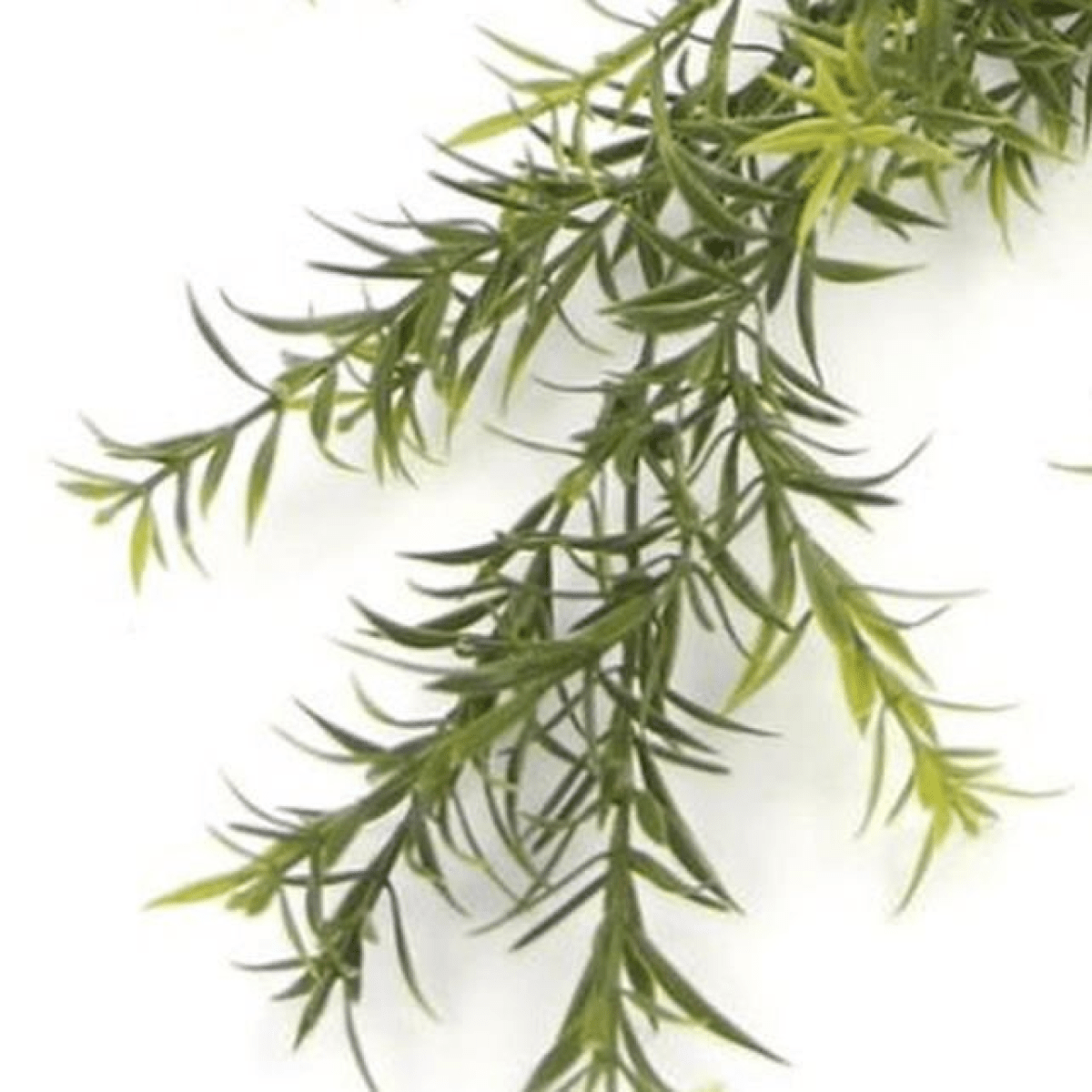 Set of 6 Fire - Resistant Hanging Spider Ferns—Lifelike & UV Protected! - plants - express.com