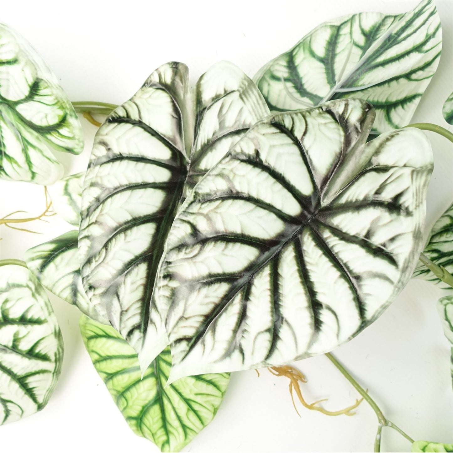 Set of 6 Realistic 120cm Artificial Alocasia Dragon Scale Trailing Plants - plants - express.com