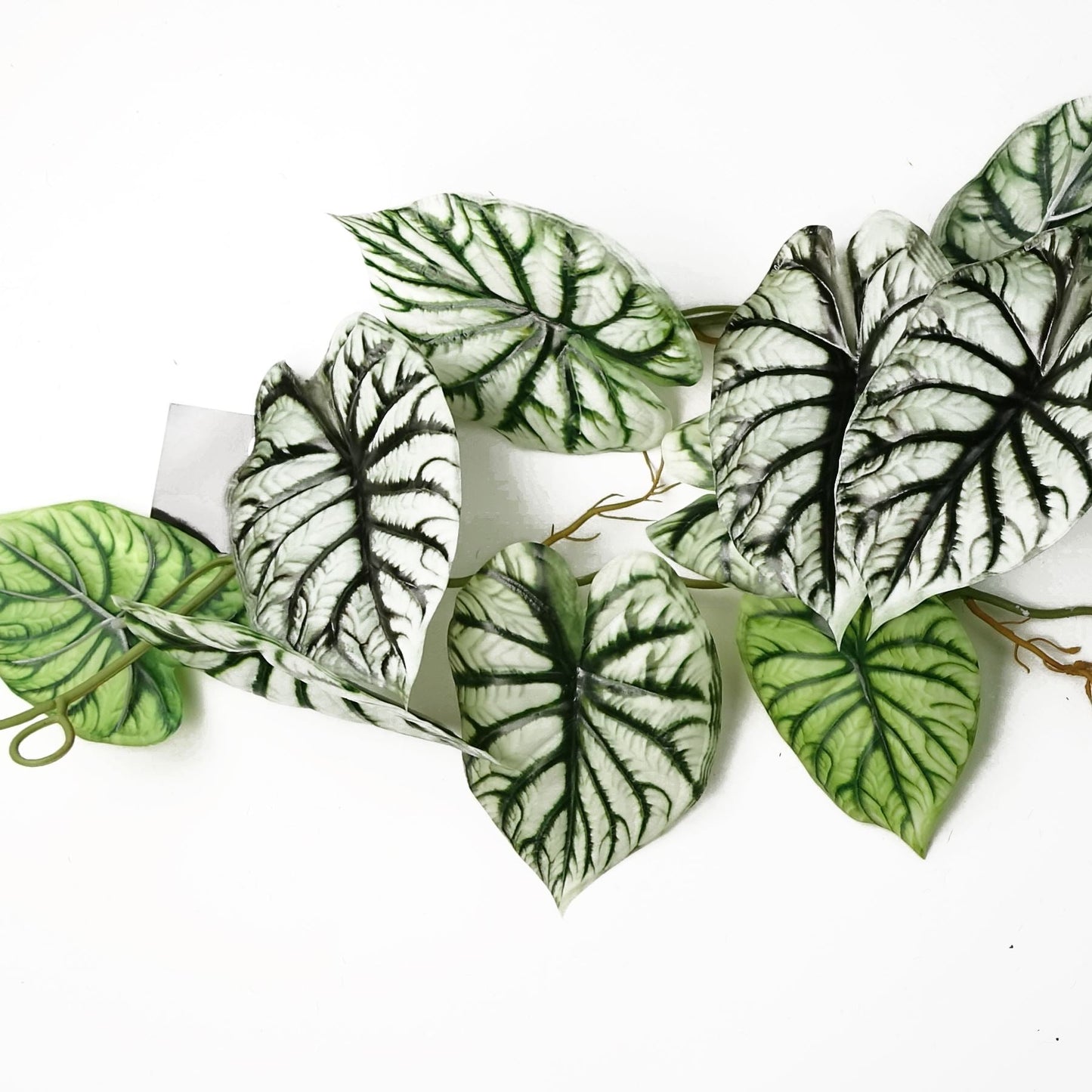 Set of 6 Realistic 120cm Artificial Alocasia Dragon Scale Trailing Plants - plants - express.com