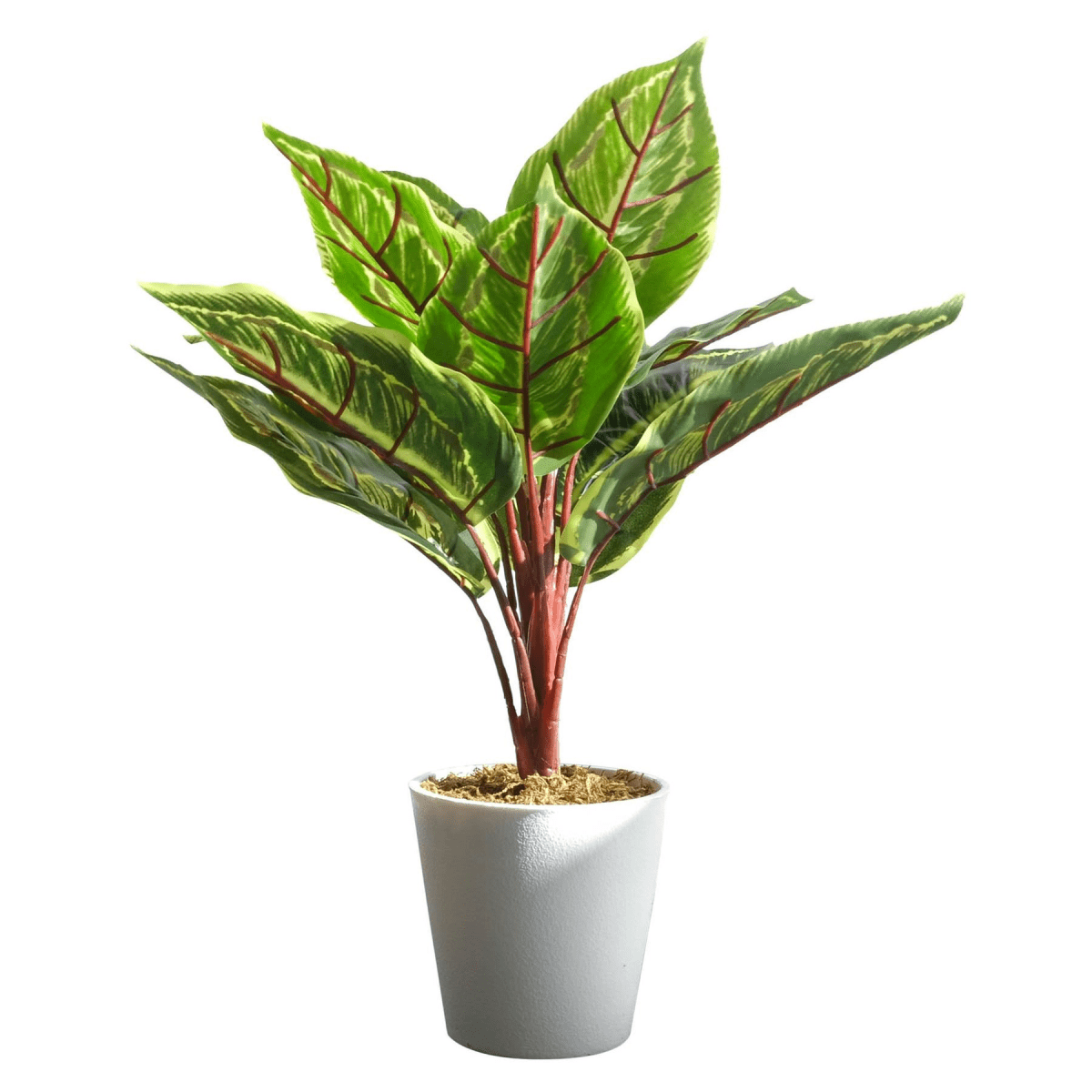 Set of 6 Realistic 38cm Potted Calathea Veitchiane - Effortless Greenery - plants - express.com