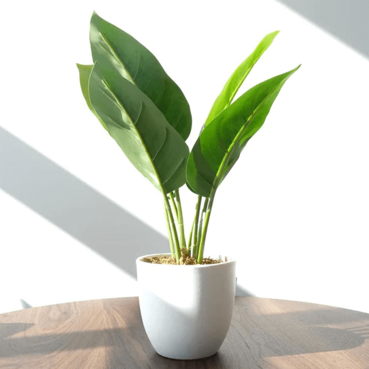 Set of 6 Realistic 45cm Artificial Aureum Plants - Hassle - Free Greenery - plants - express.com