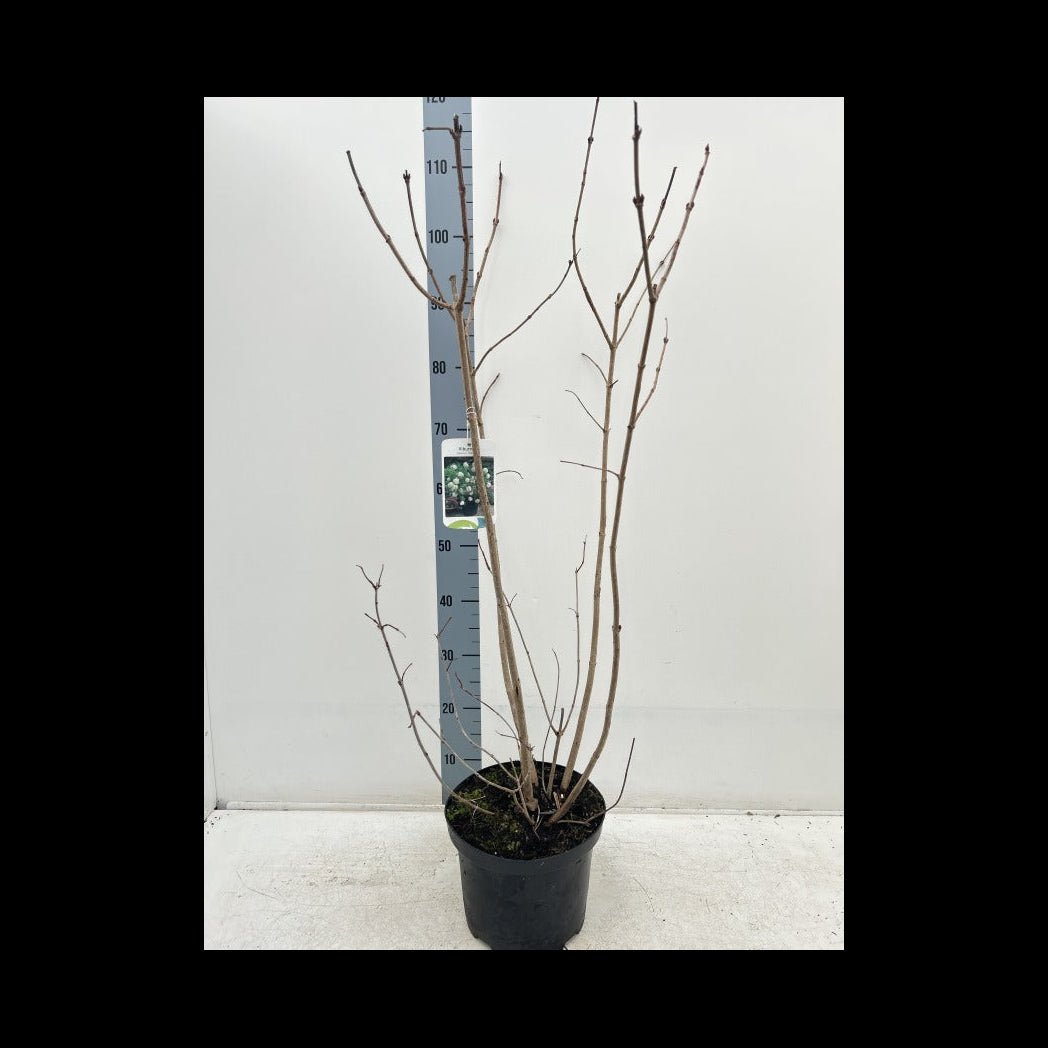 Snowball Viburnum opulus 'Roseum' - Stunning Shrub with Changing Blooms! - plants - express.com