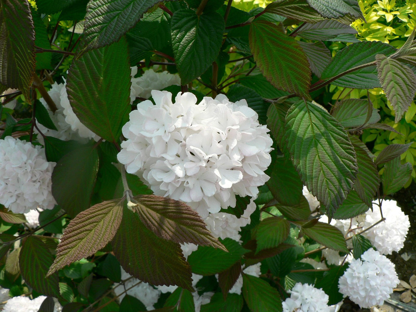Snowball Viburnum opulus 'Roseum' - Stunning Shrub with Changing Blooms! - plants - express.com