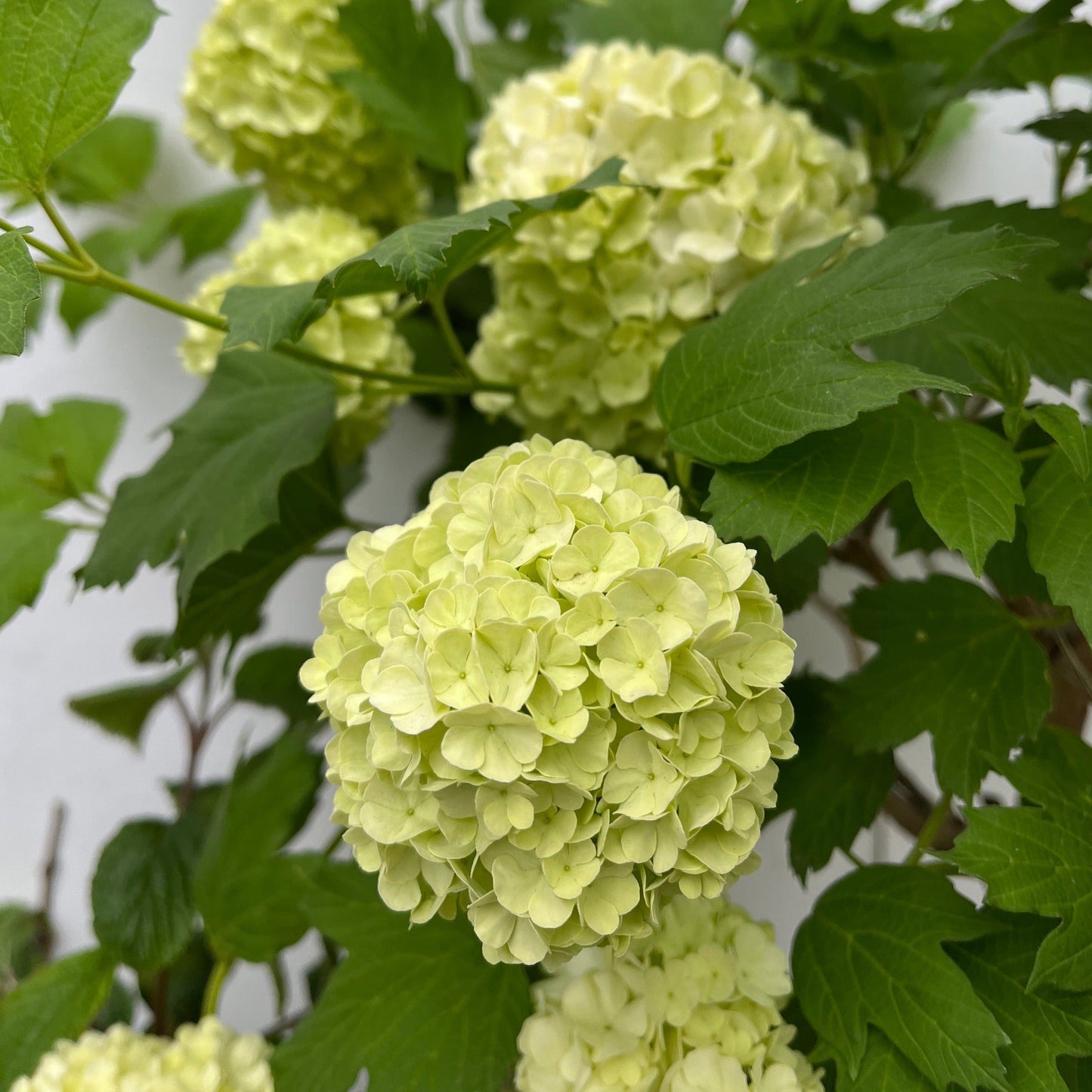 Snowball Viburnum opulus 'Roseum' - Stunning Shrub with Changing Blooms! - plants - express.com