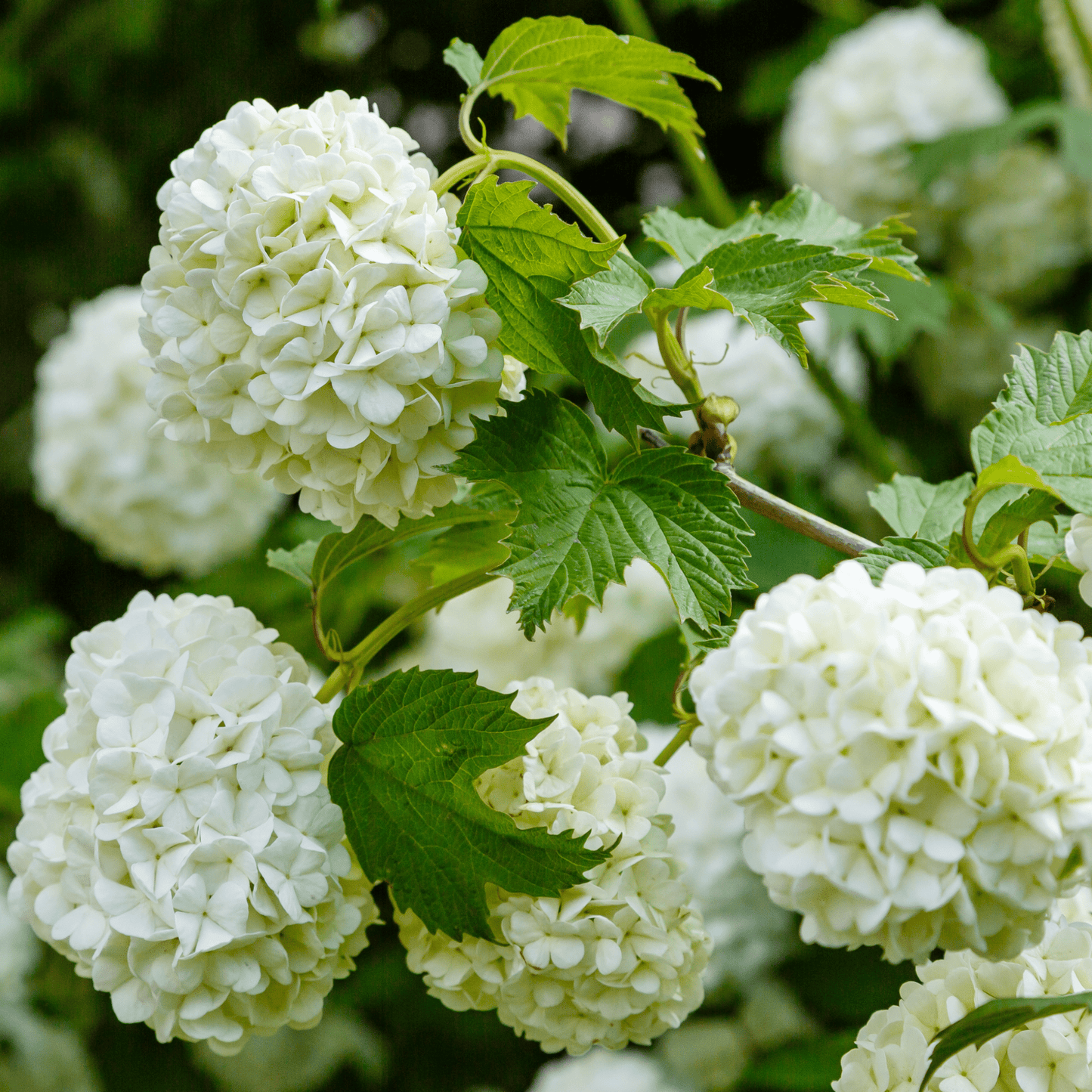 Snowball Viburnum opulus 'Roseum' - Stunning Shrub with Changing Blooms! - plants - express.com