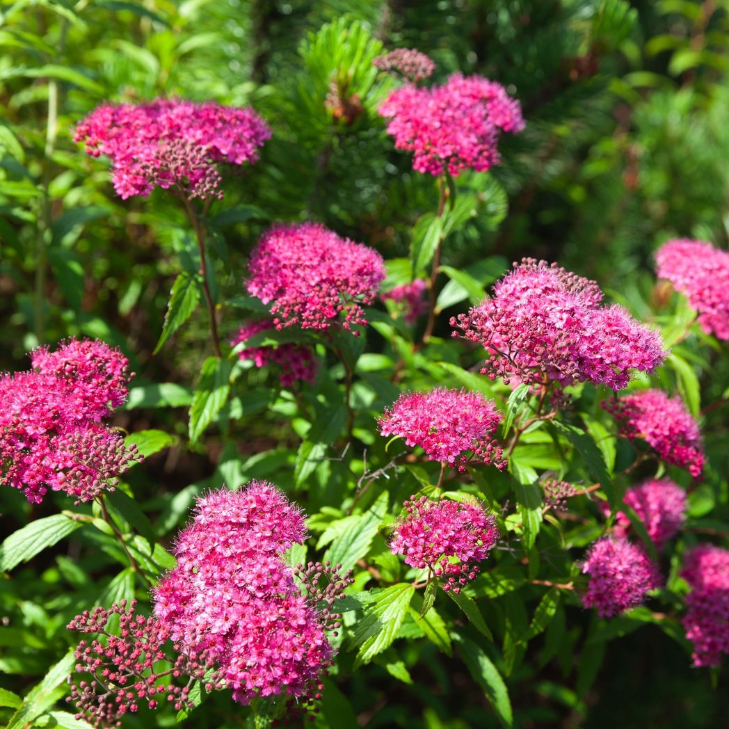 Spiraea Double Play 'Artist' – Vibrant Foliage & Stunning Flowers in 3L Size - plants - express.com