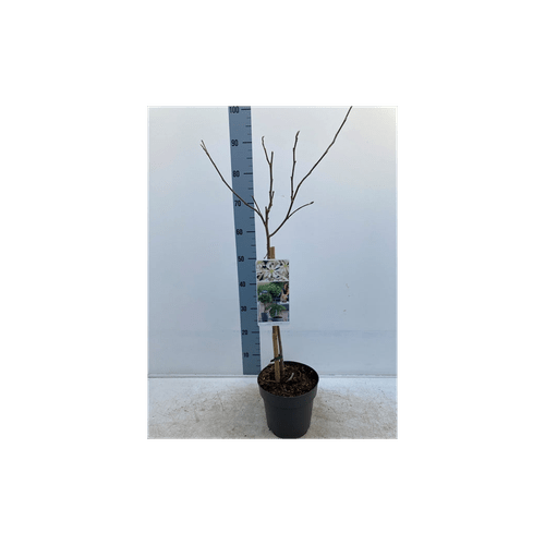 Star Magnolia Standard Tree | Stunning White Flowers, 90 - 100cm in Height! - plants - express.com