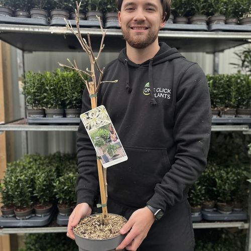 Star Magnolia Standard Tree | Stunning White Flowers, 90 - 100cm in Height! - plants - express.com