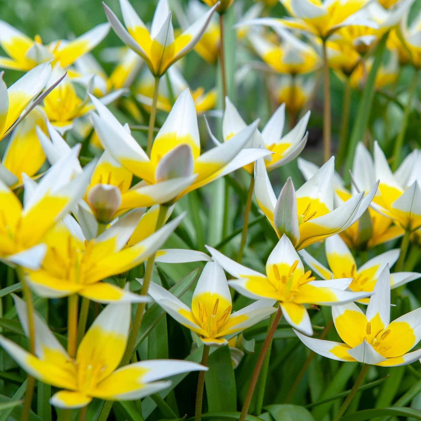 Starburst Tulip Bulbs - Stunning Dasystemon Tarda, 8 Pack for Vibrant Blooms! - plants - express.com