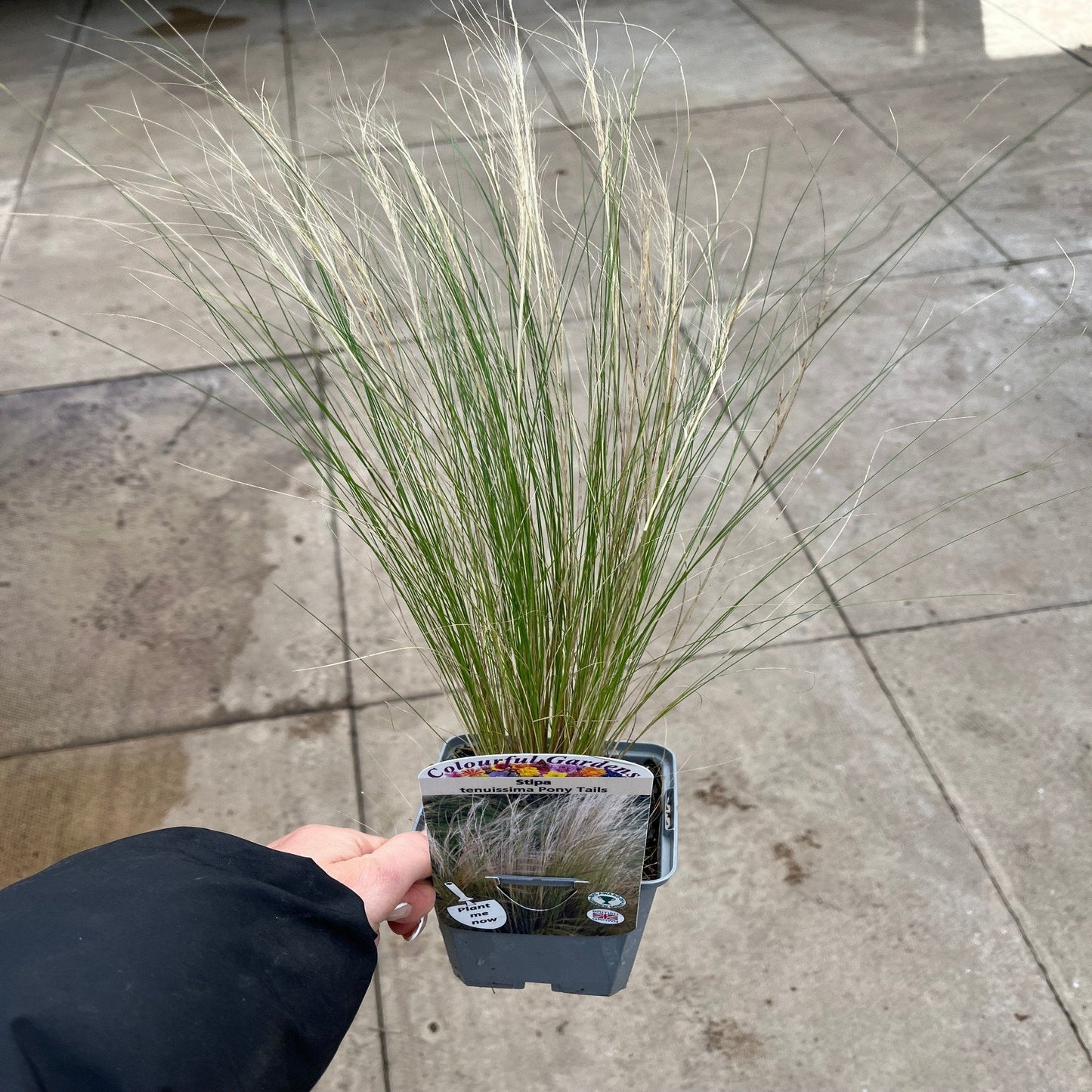Stipa tenuissima 'Ponytails' 9cm/3L - plants - express.com