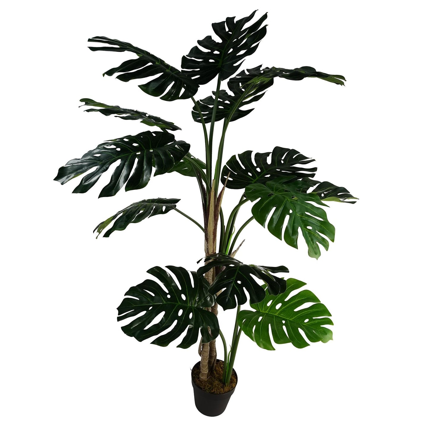 Stunning 150cm Luxury Monstera Plant in Elegant Black Pot - Perfect Home Decor! - plants - express.com